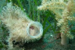 Hairy Frogfish Yawning , Popo In Bunaken Marine Park Nort... by Brad Cox 